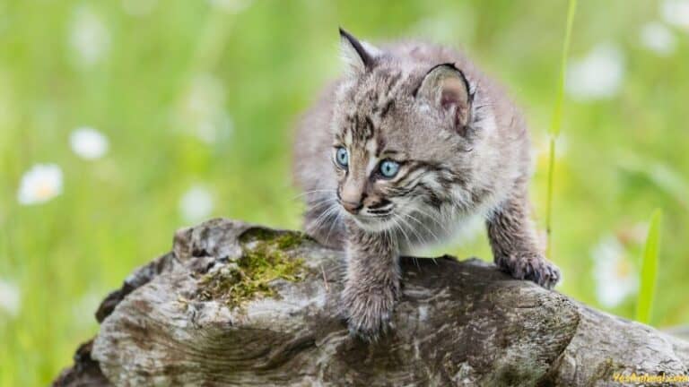 Bobcat Kitten: Everything You Need To Know