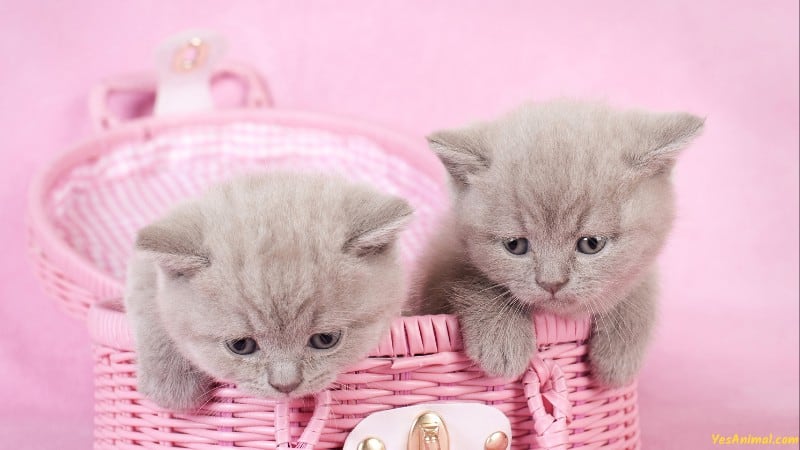 British Shorthair Kitten