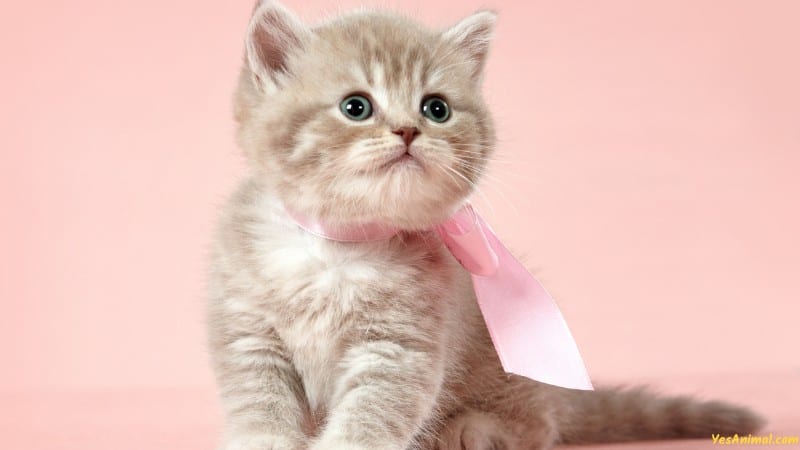 British Shorthair Kitten