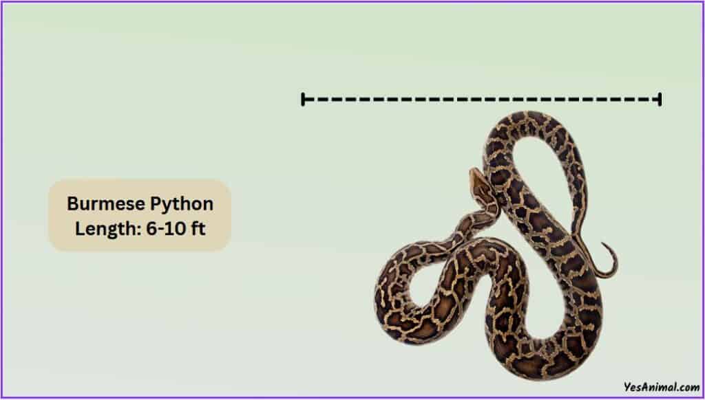 Burmese Python Size