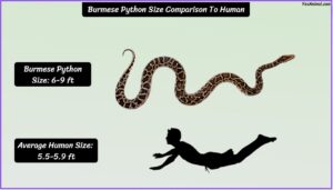 Burmese Python Size Explained & Compared To Others