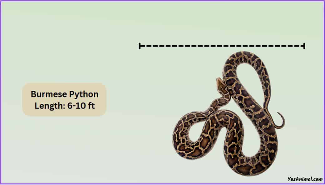 Burmese Python Size How Big Are They Compared To Others?