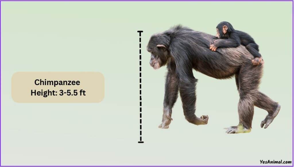 Chimpanzee Size