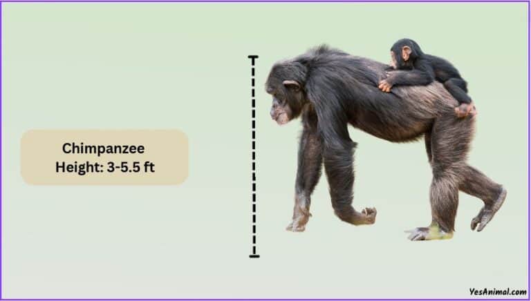 Chimpanzee Size: How Big Are They Compared To Others?