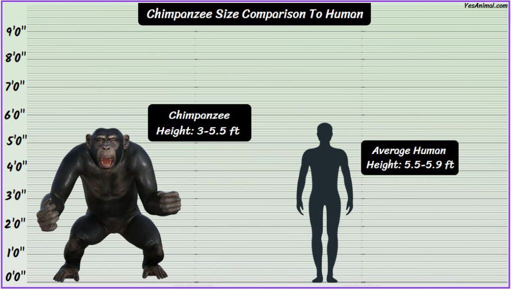Chimpanzee Size Compared with human