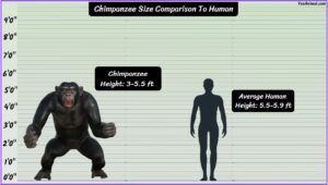 Chimpanzee Size Explained & Compared With Other