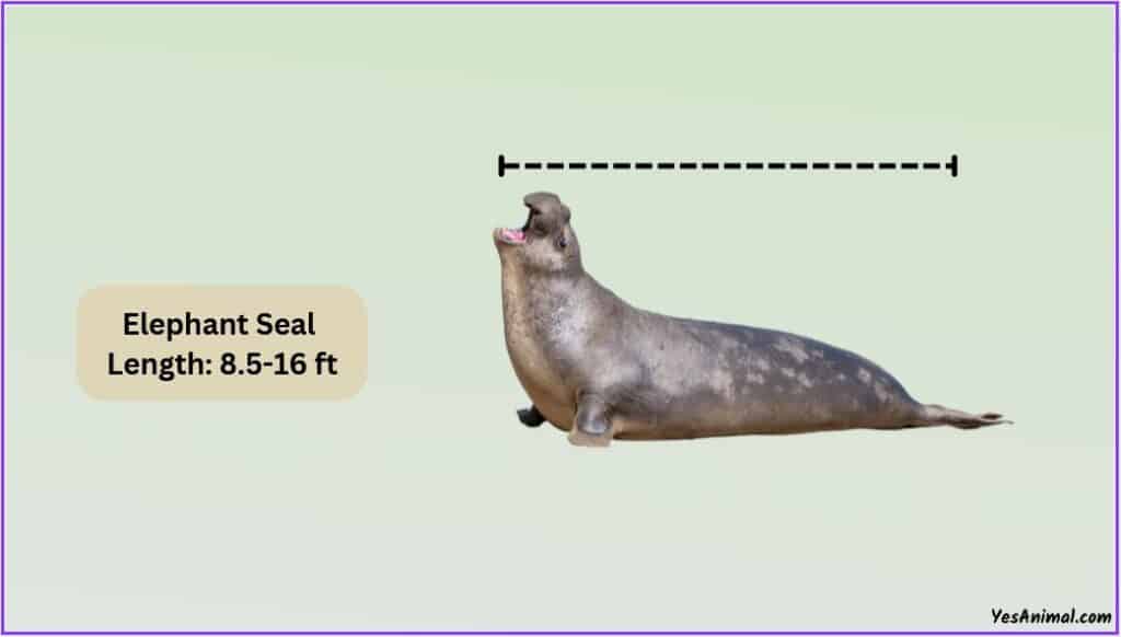 Elephant Seal Size
