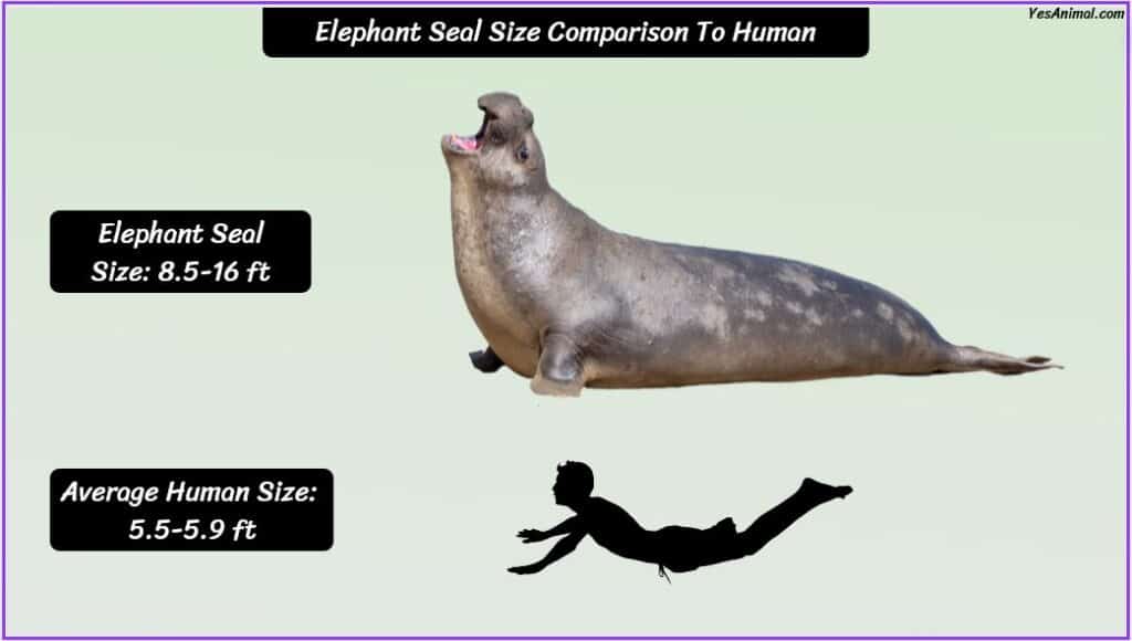 Elephant Seal Size compared with human