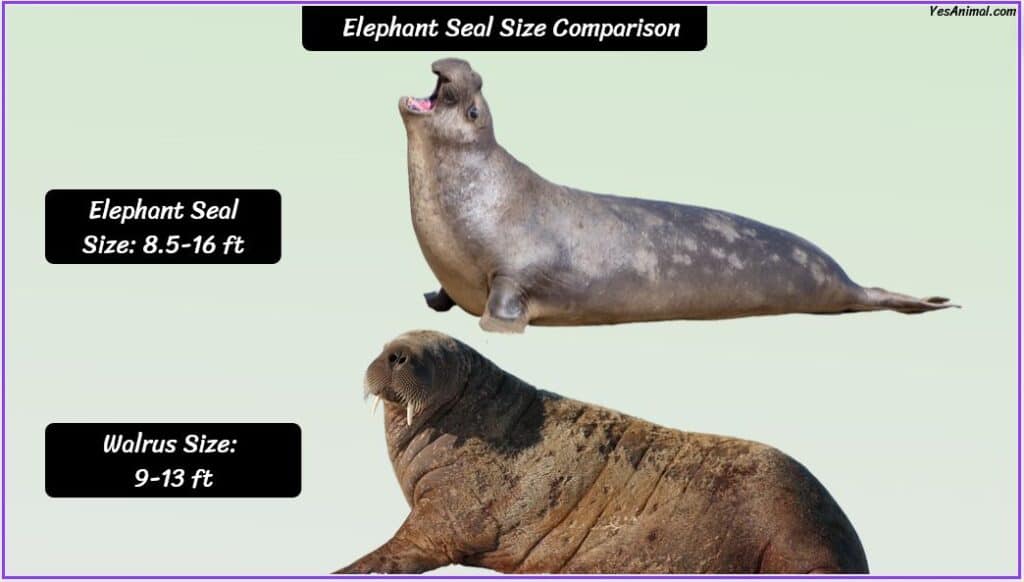 Elephant Seal Size compared with walrus
