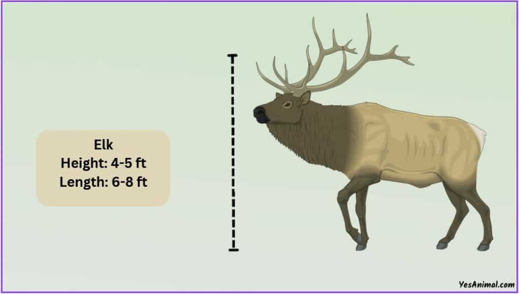 Elk Size