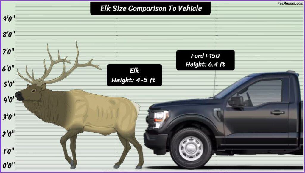 Elk Size compared with car