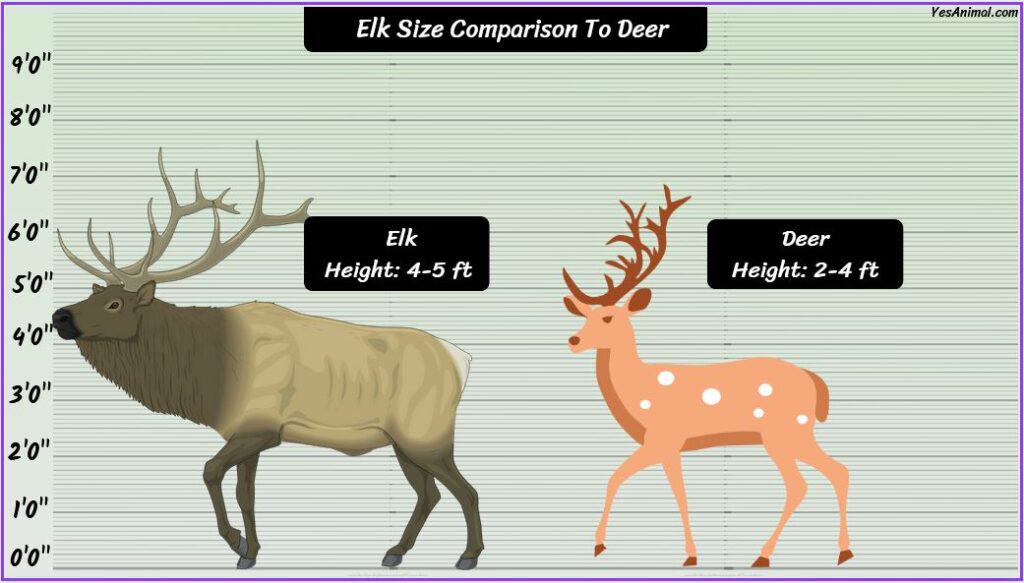 Elk Size compared with deer