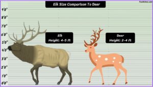 Elk Size Explained & Compared With Others