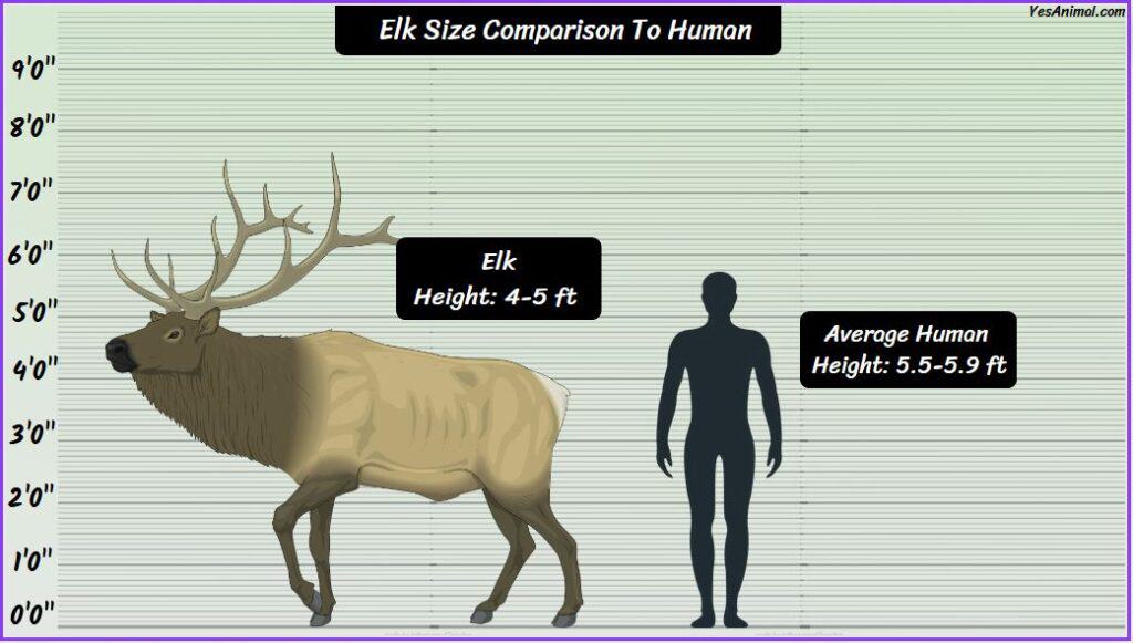 Elk Size compared with human