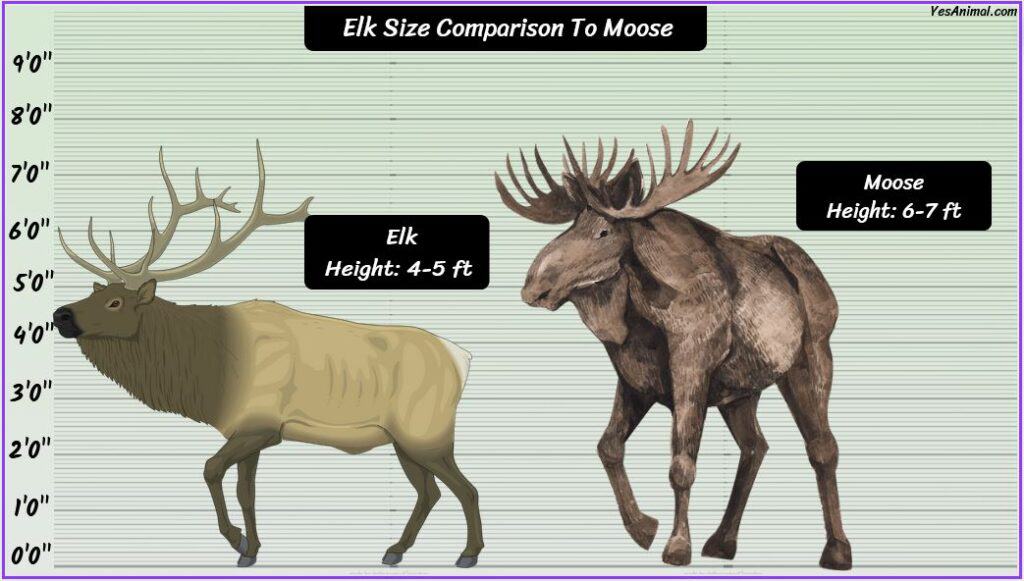 Elk size comparison to moose