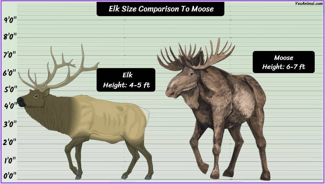 Elk Size: How Big Are They Compared To Others?