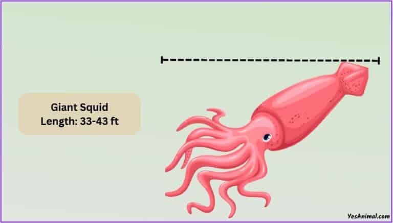 Giant Squid Size: How Big Are They Compared To Others?