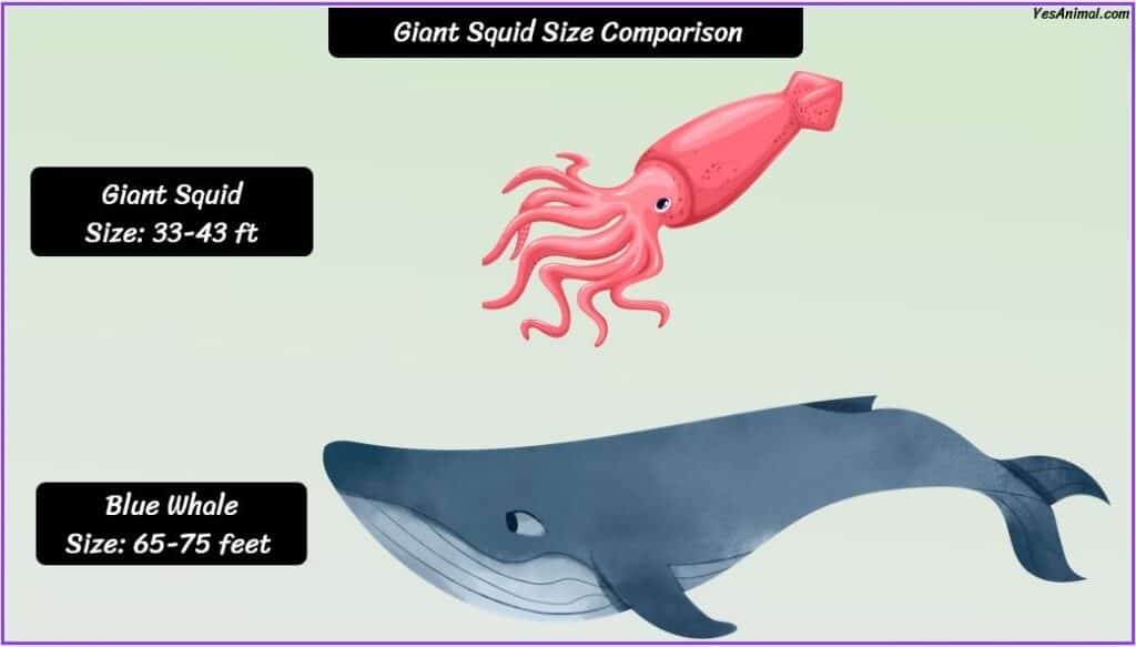 Giant squid size compared with blue whale
