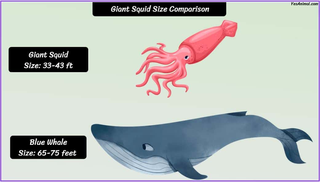 Giant Squid Size: How Big Are They Compared To Others?