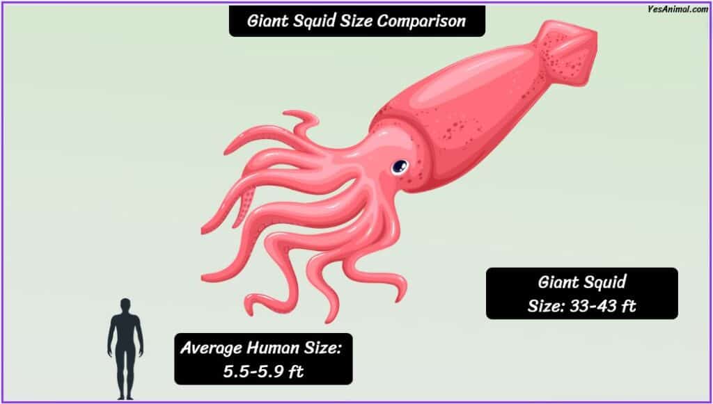 Giant Squid Size compared with human