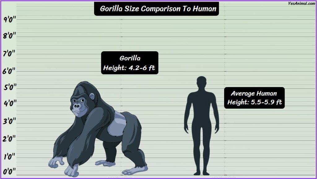 Gorilla Size compared with human