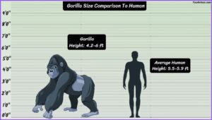 Gorilla Size Explained & Compared With Others