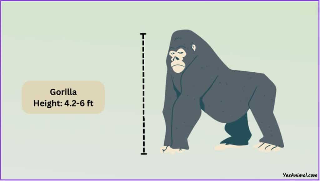 Gorilla Size