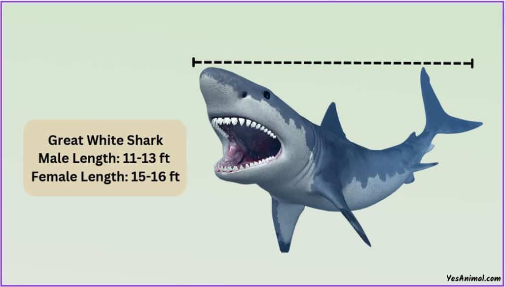 Great White Shark Size