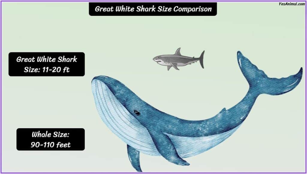 Great White Shark Size Compared with blue whale