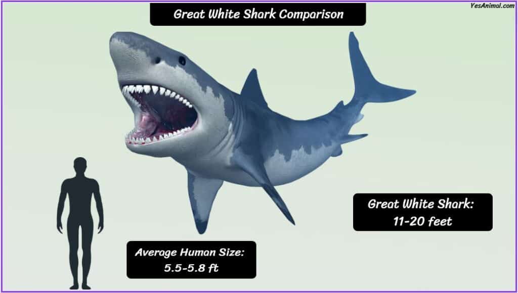 Great White Shark Size Compared with human