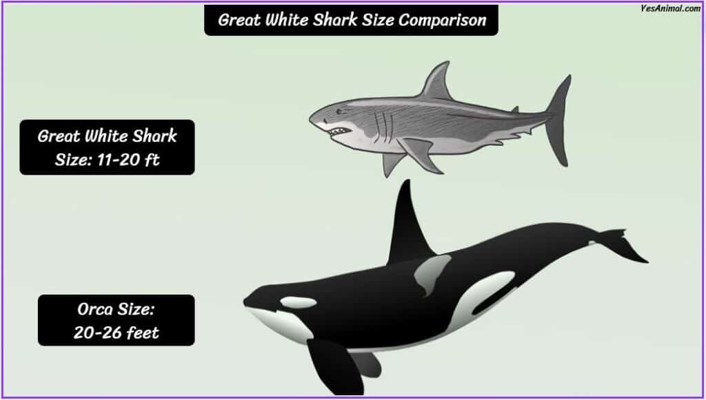 Great White Shark Size Compared with orca