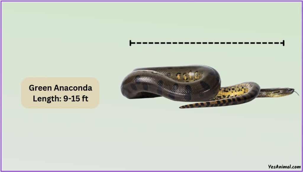 Green Anaconda Size