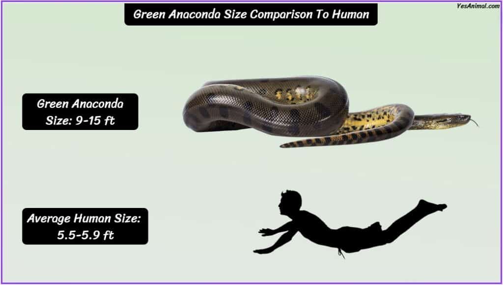 Green Anaconda Size compared with human