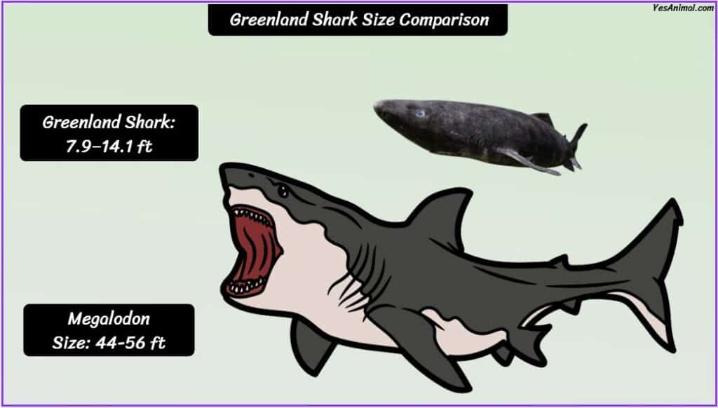 Greenland Shark Size compared with megalodon