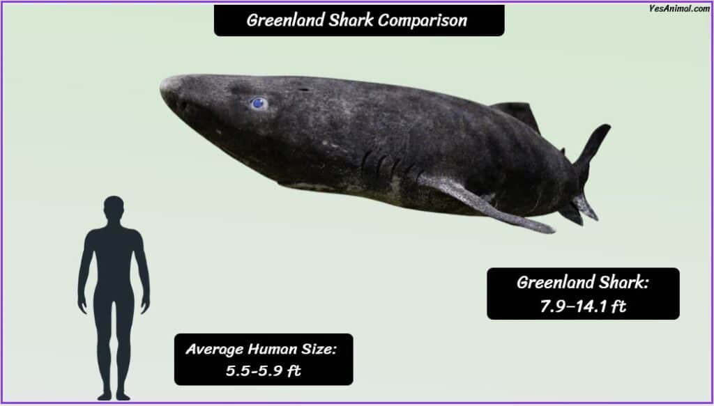 Greenland Shark Size compared with human