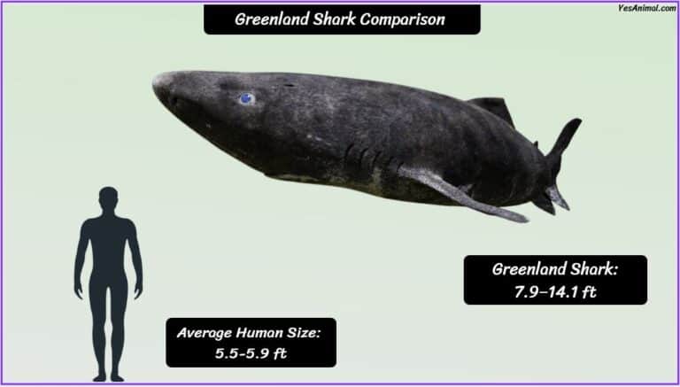 Greenland Shark Size: How Big Are They Compared To Others?