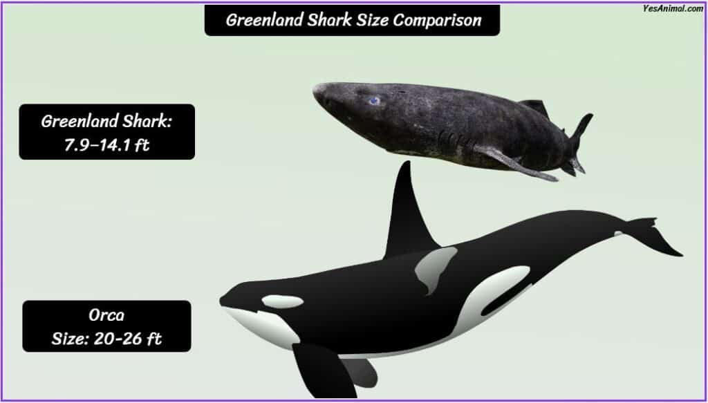Greenland Shark Size compared with orca