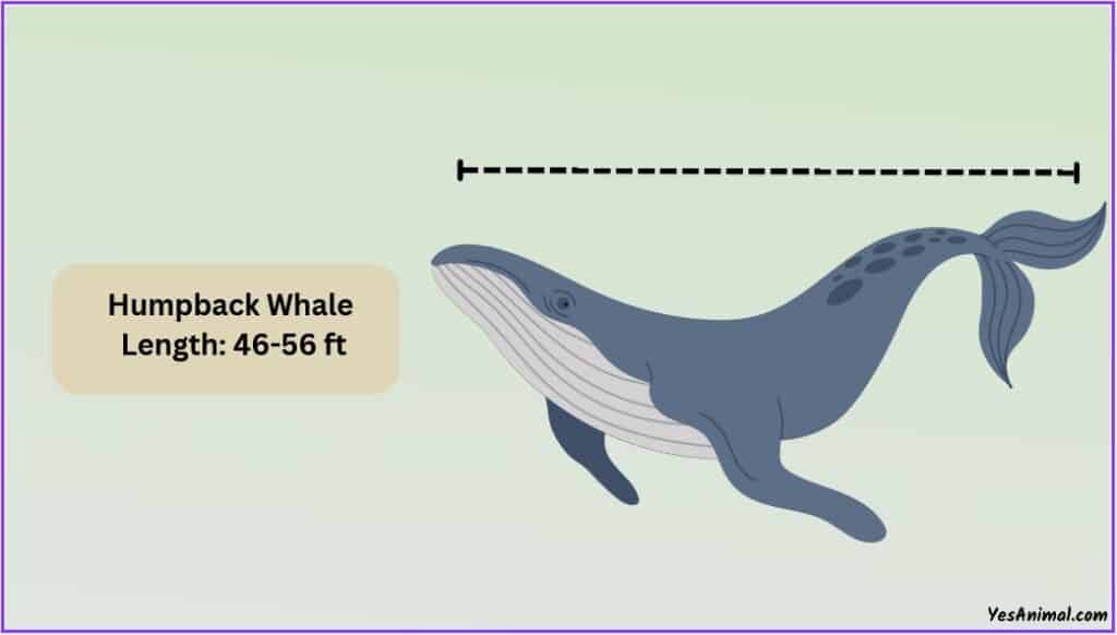Humpback Whale Size