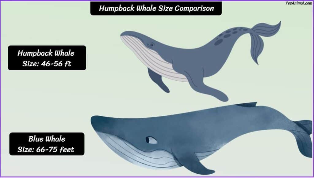 Humpback Whale Size compared to blue whale