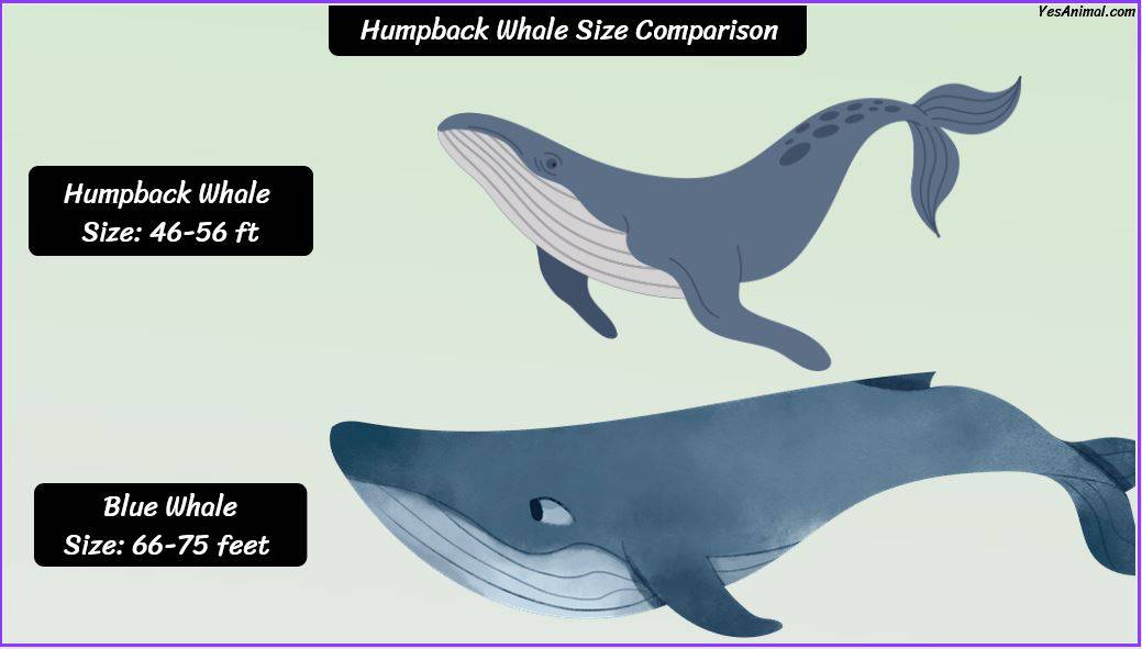 Humpback Whale Size: How Big Are They Compared To Others?