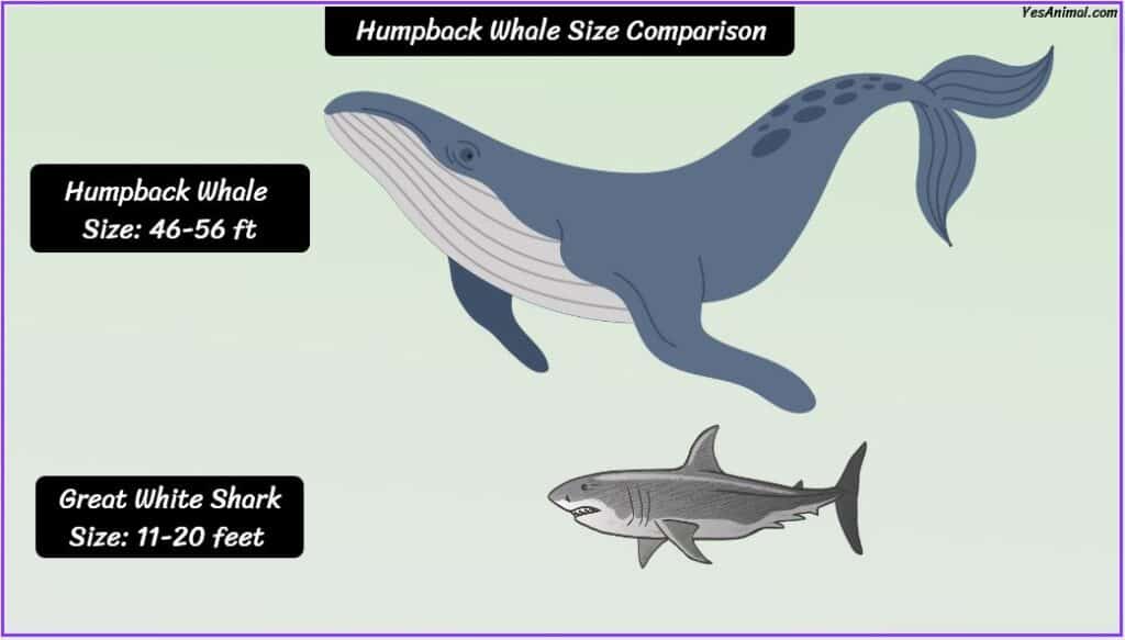 Humpback Whale Size compared to great white shark