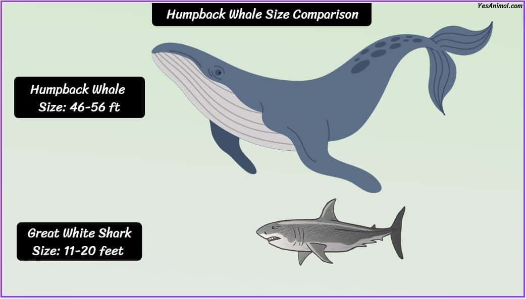 Humpback Whale Size: How Big Are They Compared To Others?