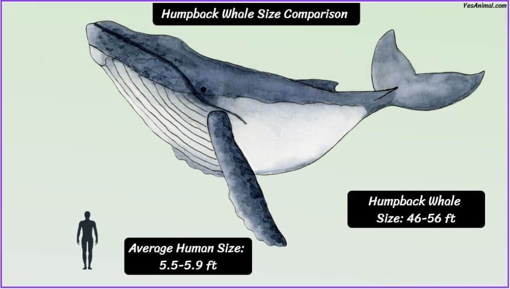 Humpback Whale Size compared to human