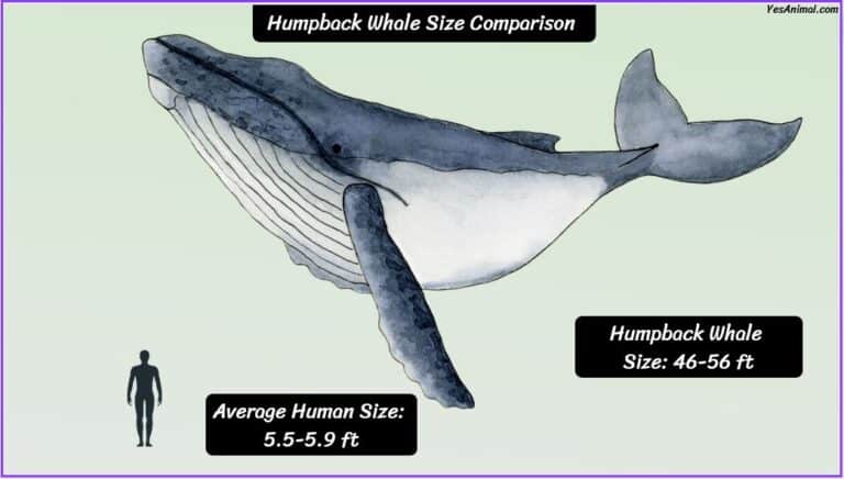 Humpback Whale Size: How Big Are They Compared To Others?