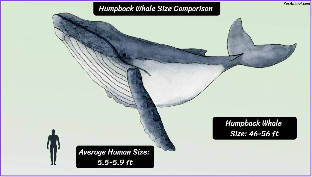 Humpback Whale Size How Big Are They Compared To Others?