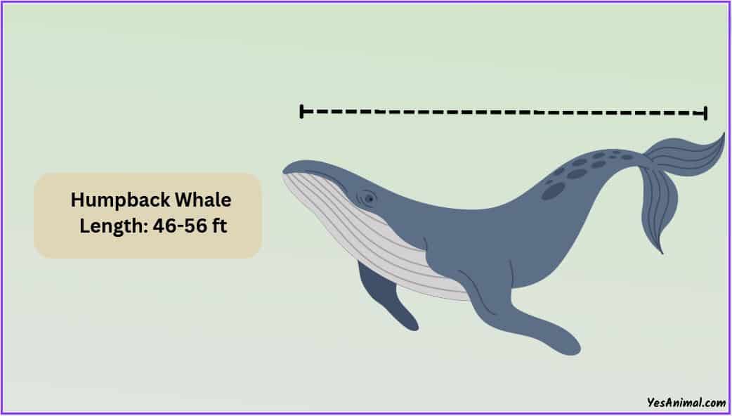 Humpback Whale Size: How Big Are They Compared To Others?