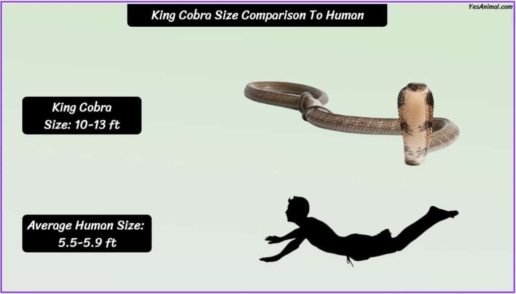 King Cobra Size compared with human