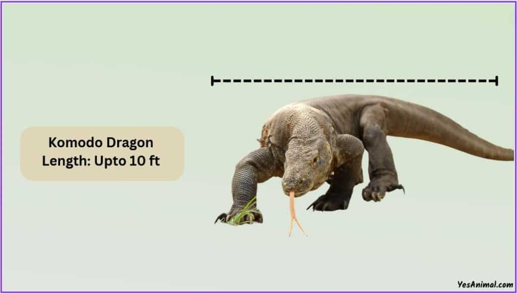 Komodo Dragon Size