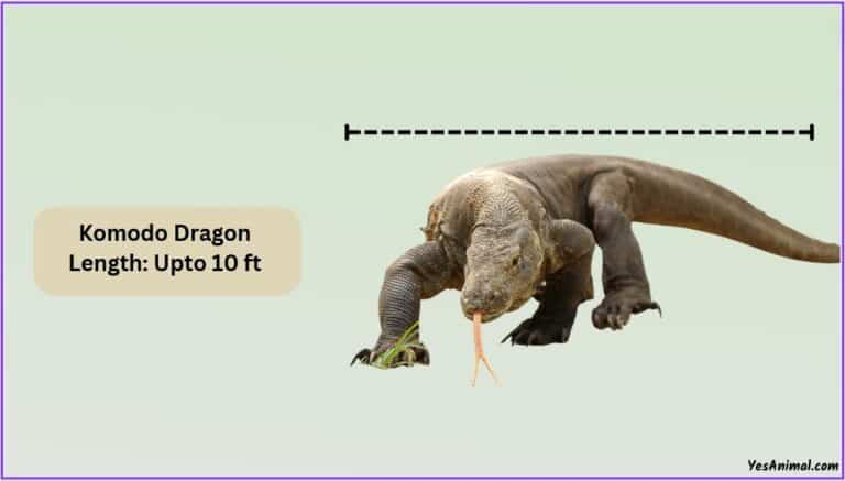 Komodo Dragon Size: How Big Are They Compared To Others?