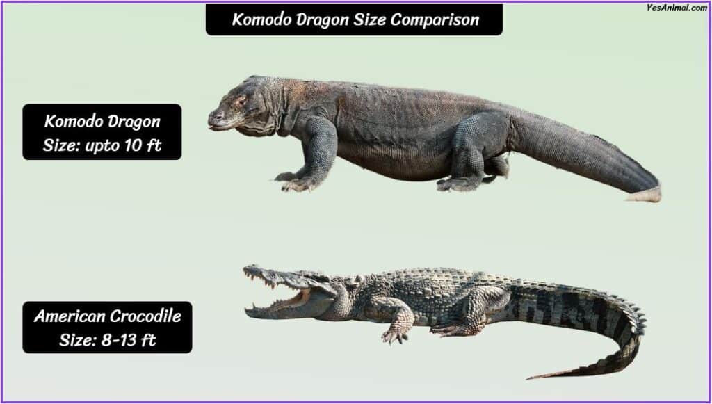 Komodo Dragon Size compared with crocodile